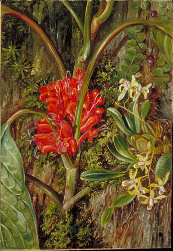 Java Flowers