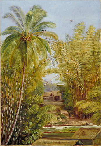 Bamboos and Cocoanut Palm