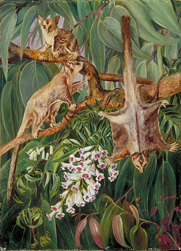 Foliage of a Gum Tree and Flowers of Tecoma, with Flying Opossums