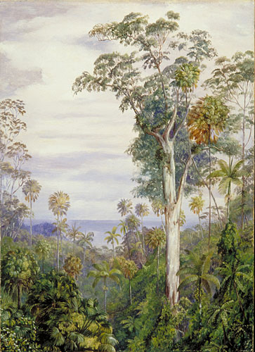 White Gum Trees and Palms, Illawarra, New South Wales