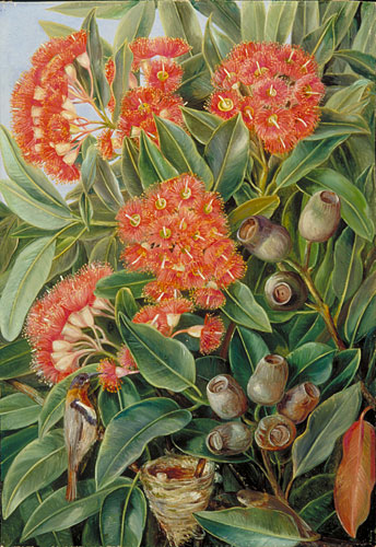 Flowers and Seed-vessels of a West Australian Gum Tree and Honeysuckers