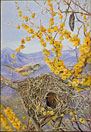 Armed Bird's Nest in Acacia Bush, Chili