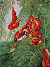 The Wild Tamarind of Jamaica with scarlet Pod and Barbet