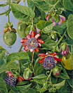 Flowers and Fruit of the Maricojas Passion Flower