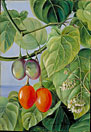 Foliage, Flowers, and fruit of False Tomato, painted in Brazil