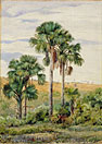 Buriti Palms with old Araucaria trees on the distant ridge, Brazil