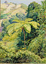 Tree Fern and "Whish Whish" in the Punch Bowl Valley, Jamaica