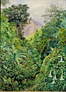 Valley behind the Artist's House at Gordonstown, Jamaica