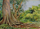 Snake Tree and Bamboos, on Spanish River, Jamaica