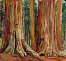 "Castor and Pollux" in the Calaveras Grove of Big Trees, California