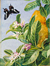 Foliage, Flowers and Fruit of the Citron, and Butterfly; painted in Brazil