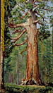 The "Great Grisly" Big Tree of the Mariposa Grove.