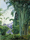 Clump of Bamboo in the Royal Botanic Gardens, Peradeniya, Ceylon
