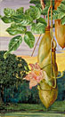 Foliage, Flowers, and Fruit of an African Tree painted in India