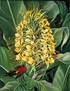 Hedychium Gardnerianum and Sunbird, India