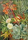 The Hottentot Fig and other Succulents from the Karroo