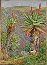 Tree Aloes and Mesembryanthemums above Van Staaden's Kloof