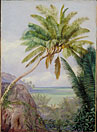 The Six-headed Cocoanut Palm of Mahe, Seychelles