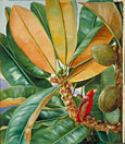 Foliage, Flowers, and Fruit of the Capucin Tree of the Seychelles