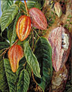 Flowers and Fruit of the Cocoa Tree, painted at Singapore