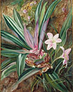 Two cultivated Plants, painted at Singapore