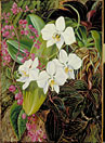 Malayan Moth Orchid and an American Climber
