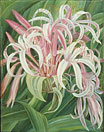 A cultivated Crinum, painted in Borneo