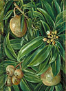 Foliage, Flowers, and Fruit of the Sapodilla Plum