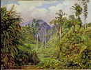 A Clearing in the Forest of Tji Boddas, Java, with bank of Tree Ferns