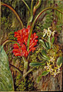 Java Flowers