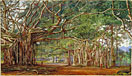 Old Banyan Trees at Buitenzorg, Java