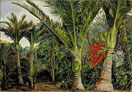 Group of Nikau Palms, with a background of the Kawa Kawa, New Zealand