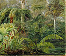 Palms and Ferns, a scene in the Botanic Garden, Queensland