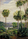 View of Melbourne, from the Botanic Gardens