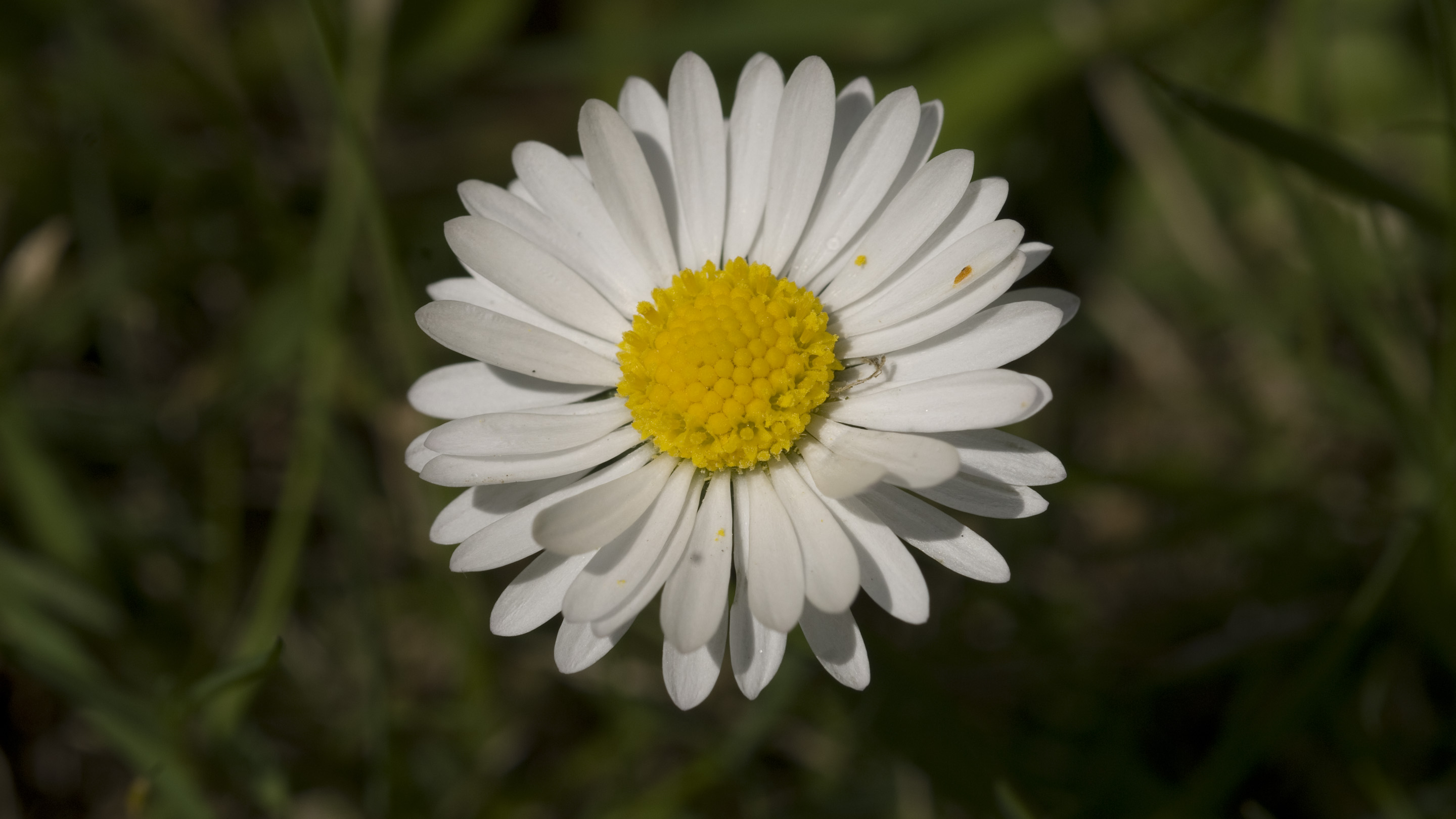 Compositae, daisy, Andrew McRobb / RBG Kew  