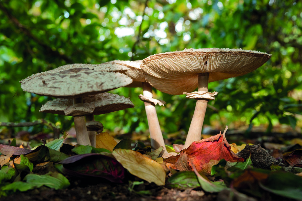 Shaggy parasol (Chlorophyllum rhacodes). Mushroom on woodland floor with a shaggy cap.