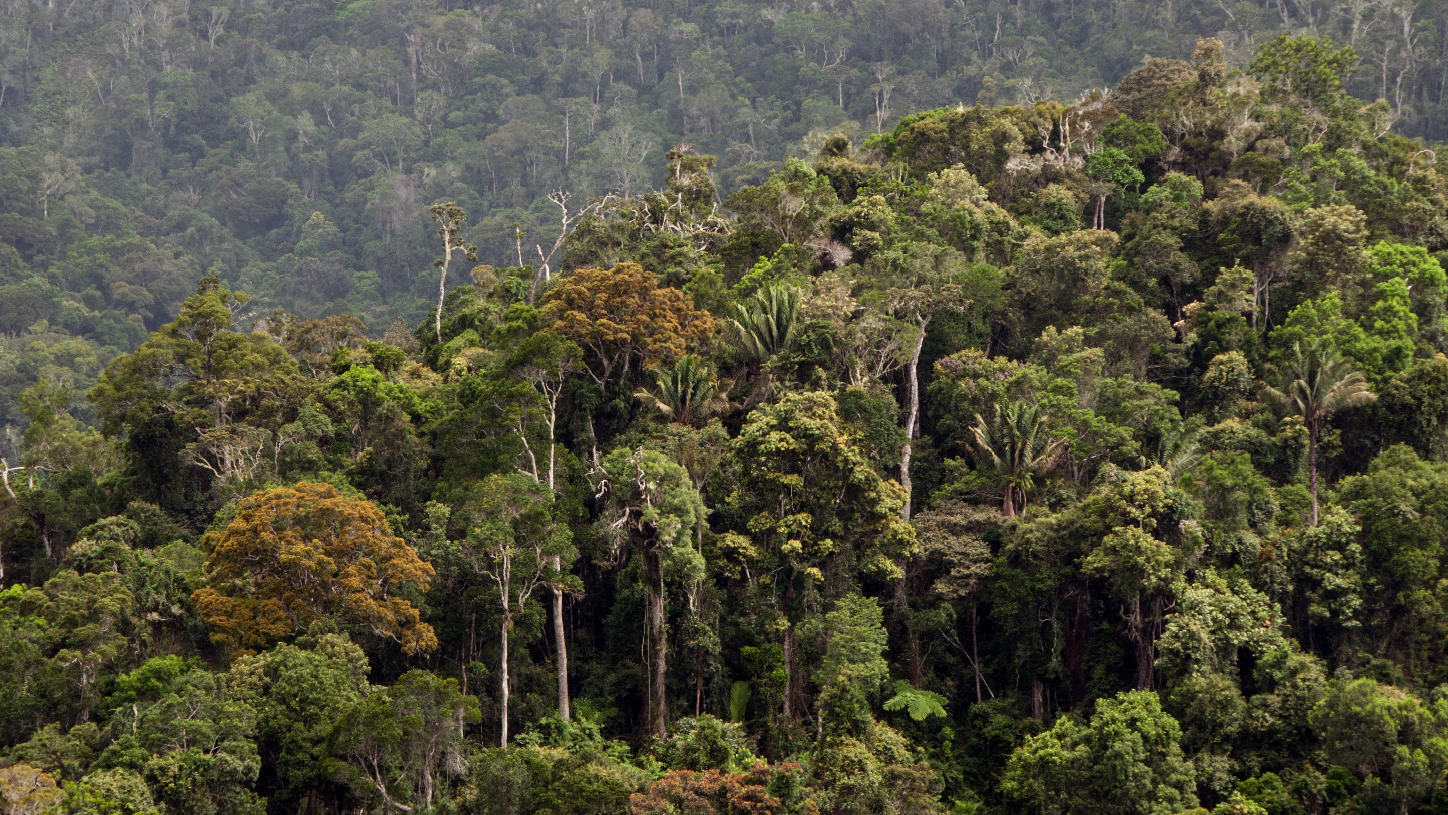 Madagascar forest