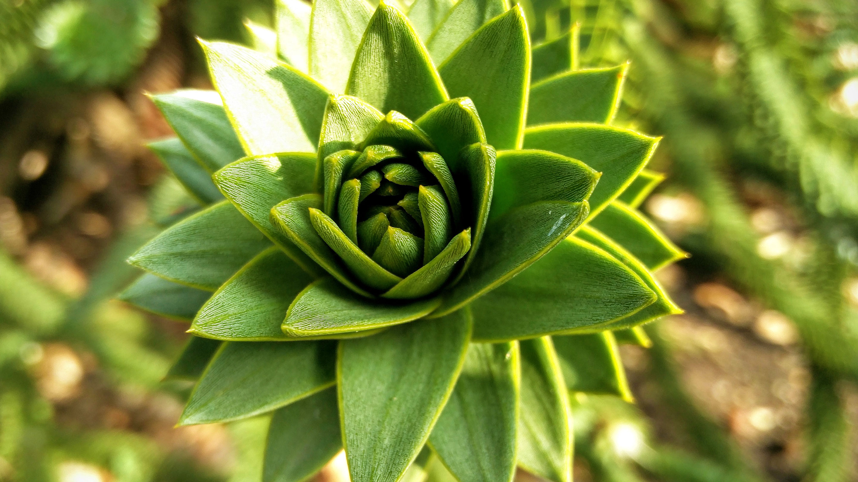 Close-up of monkey puzzle tree's spiralled leaves
