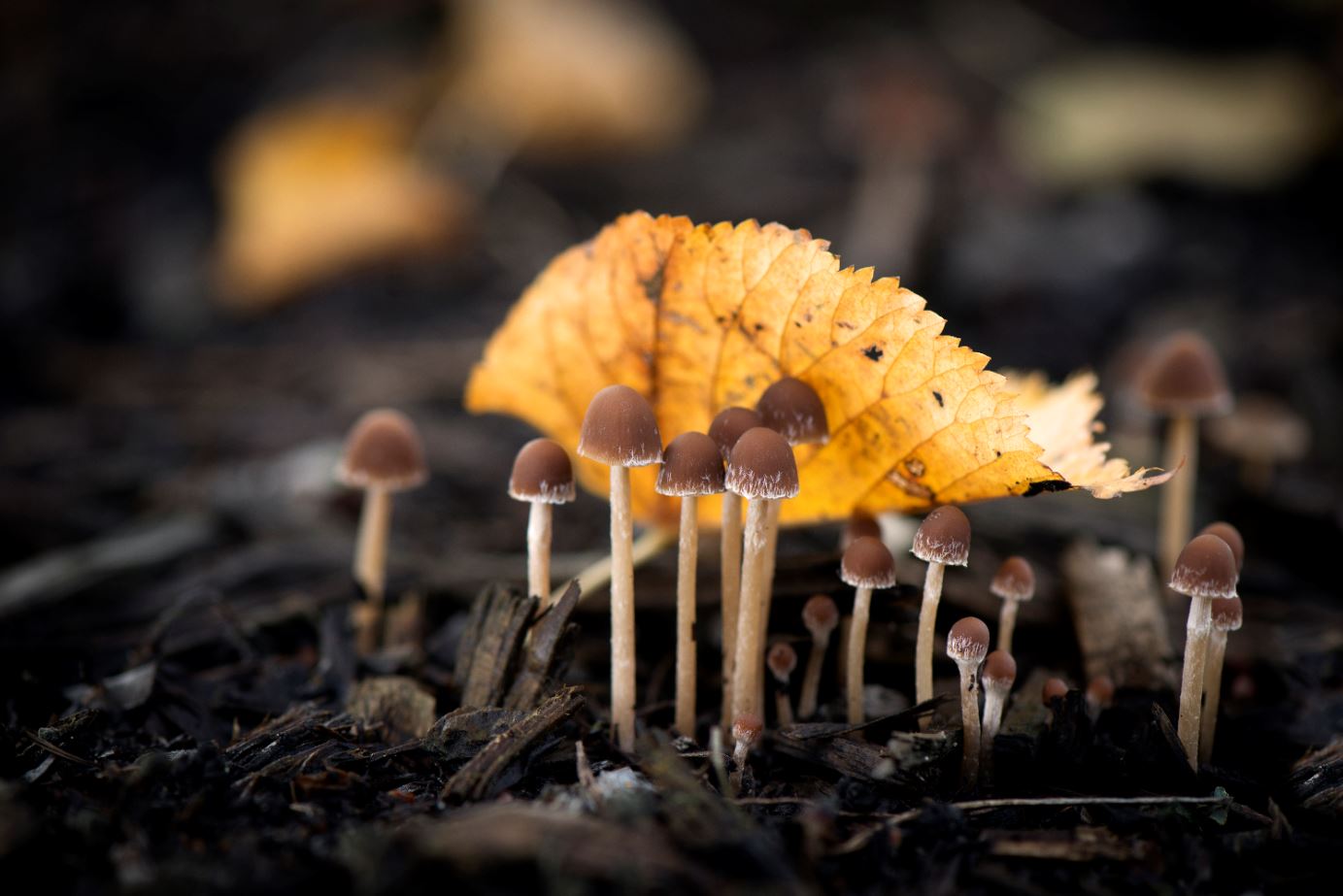 Fungi mushrooming near a leaf