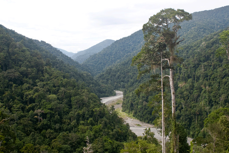Forest in New Guinea. A river flows through a valley of forest.