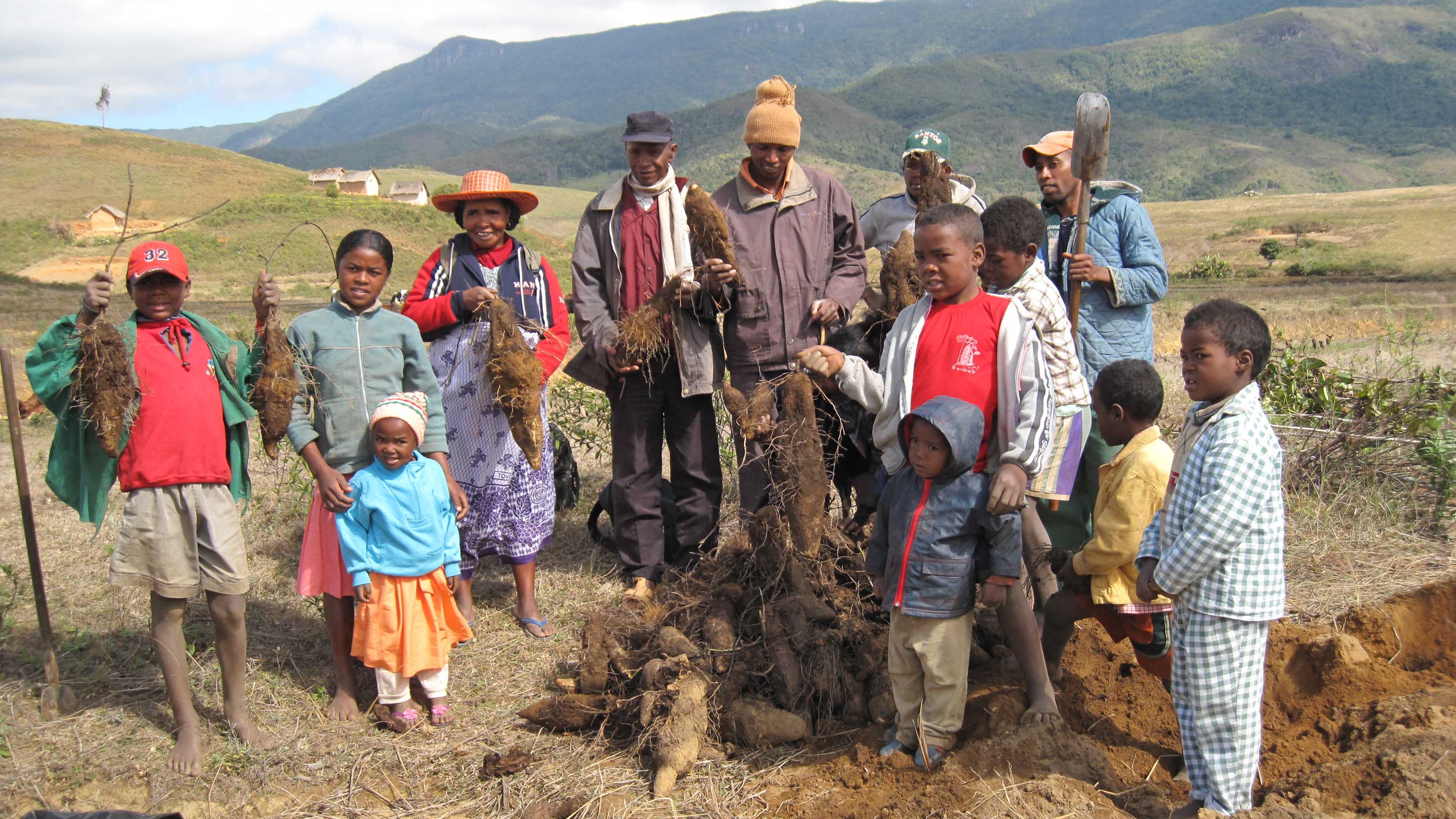 Yams harvesting in Madagascar