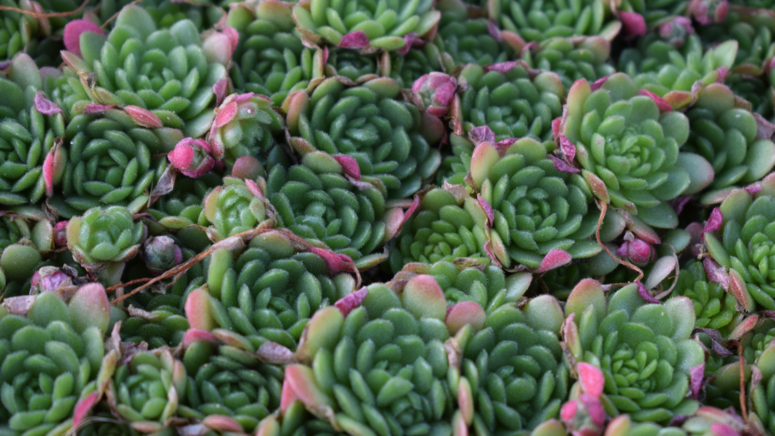 Succulents in the Davies Alpine House 