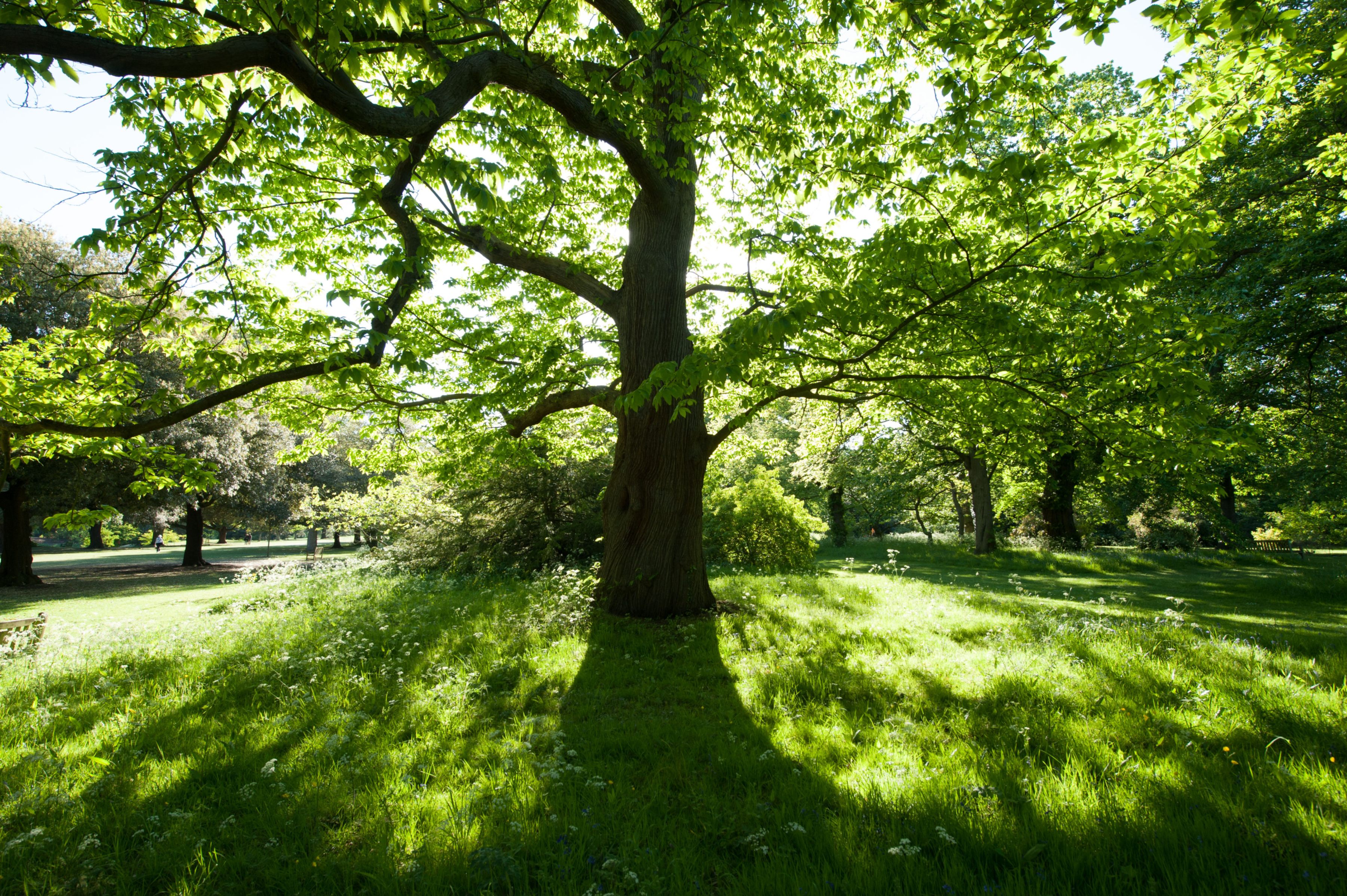 The Arboretum at Kew