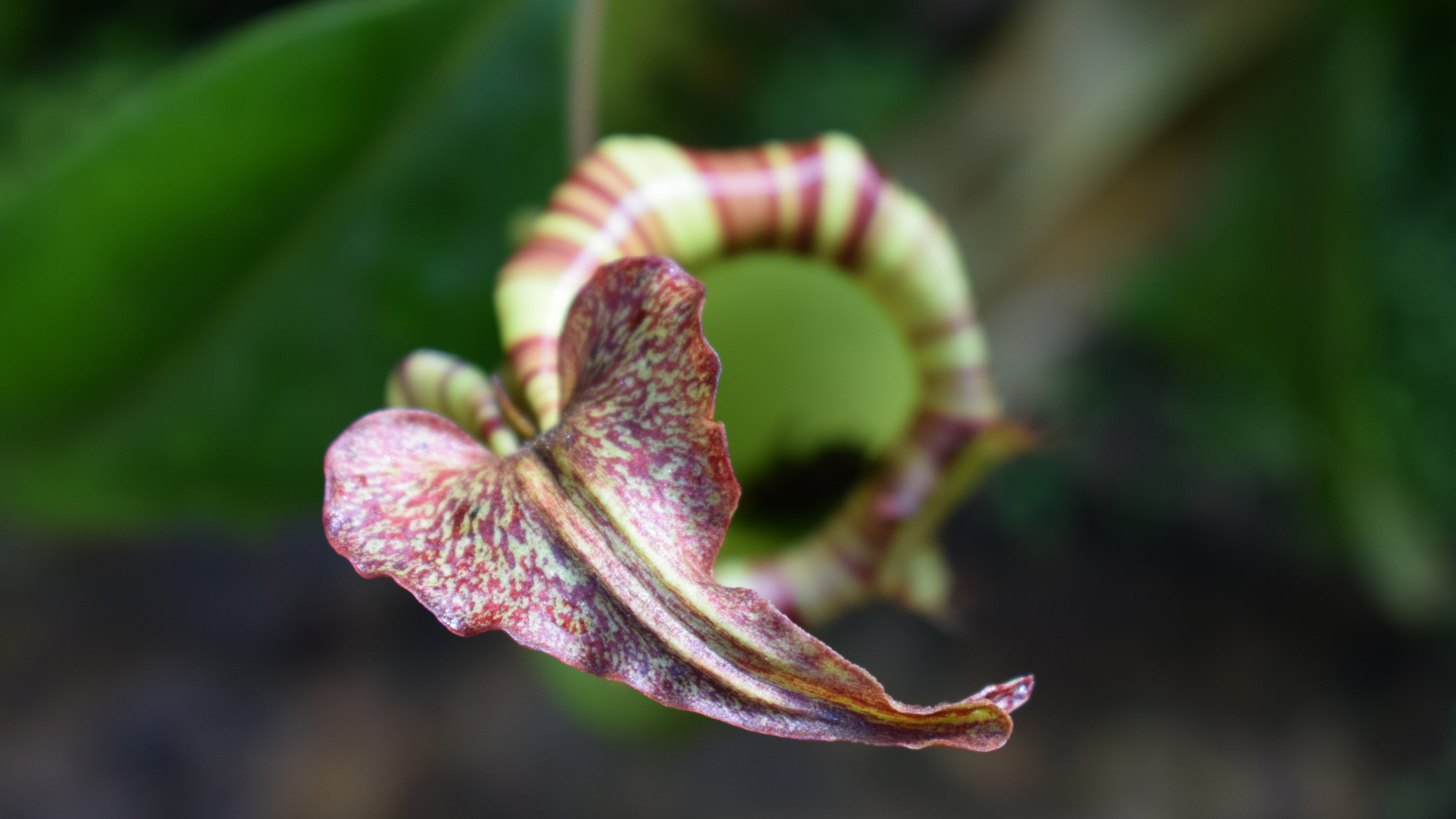 Close-up of Nepenthes in the Princess of Wales Conservatory 