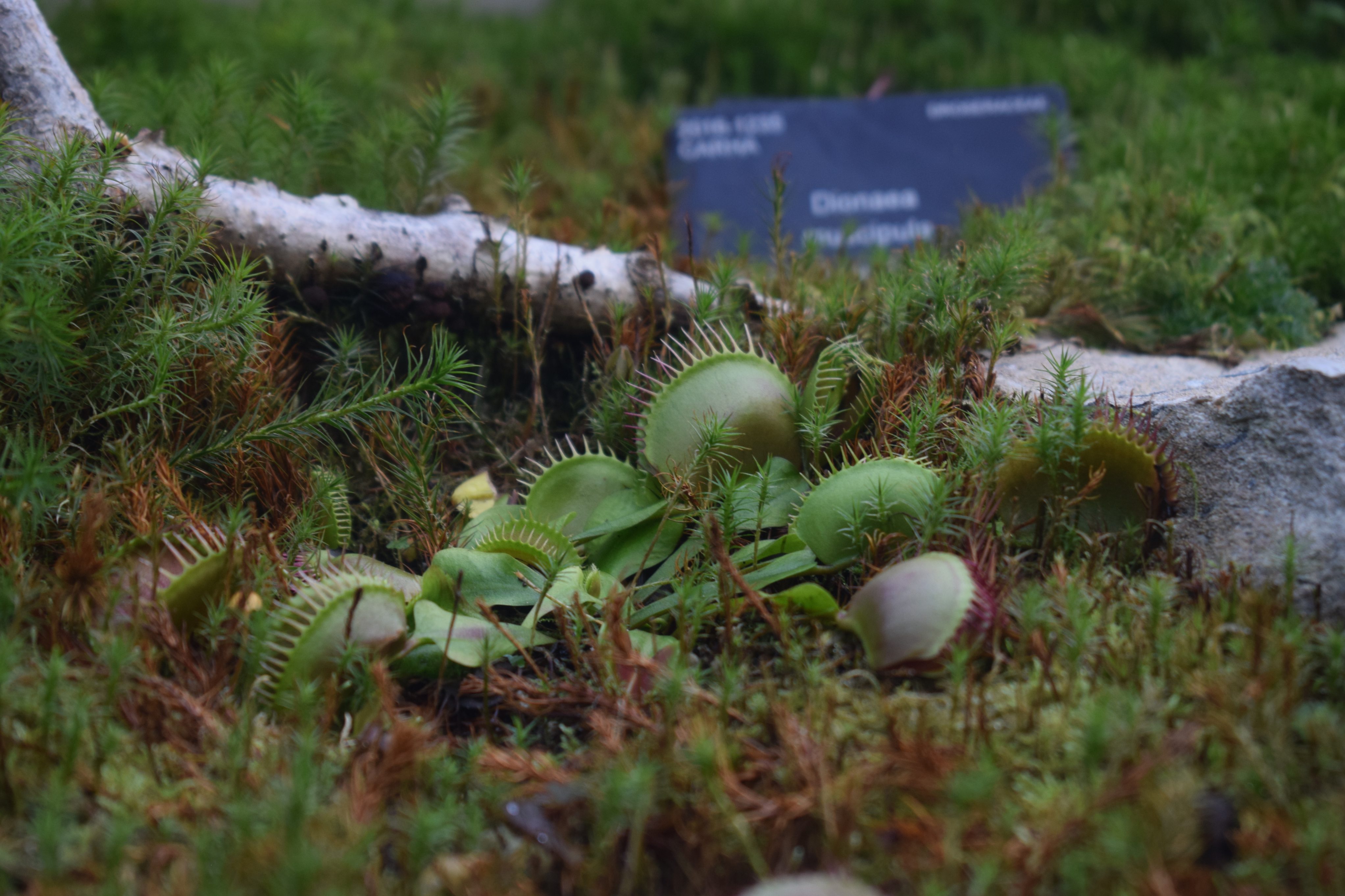 Venus flytrap, Dionaea muscipula