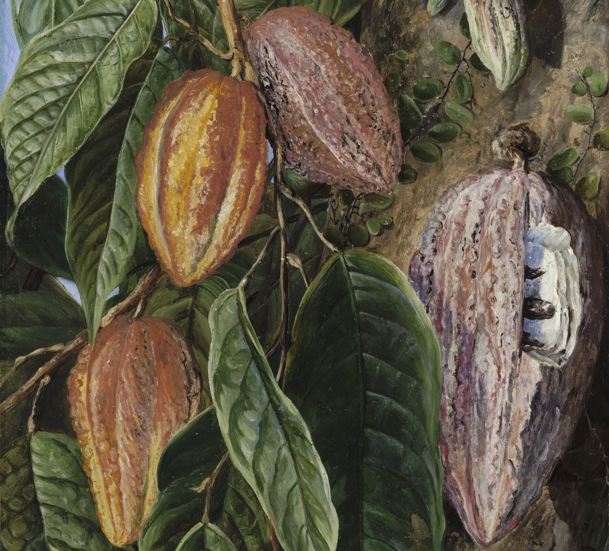 Oil painting of a cocoa tree by Marianne North