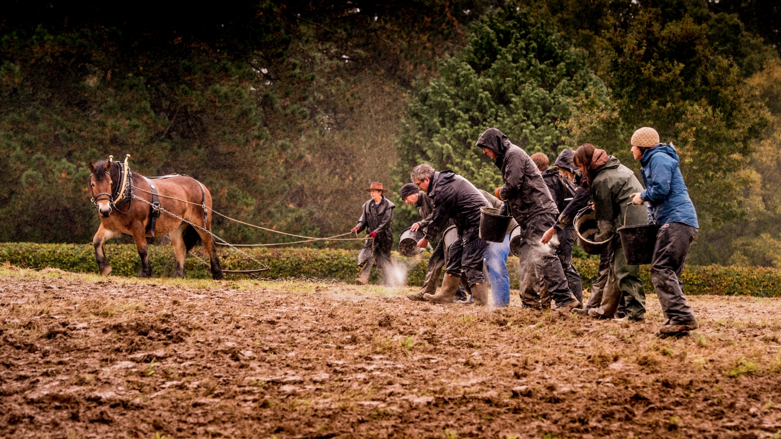 Seed sowing with working horse at Coronation meadow 