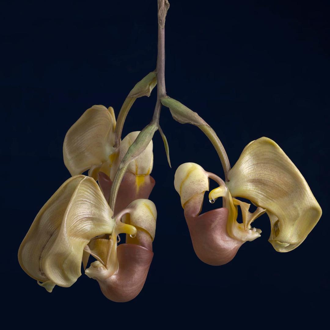 The Coryanthes macrantha orchid