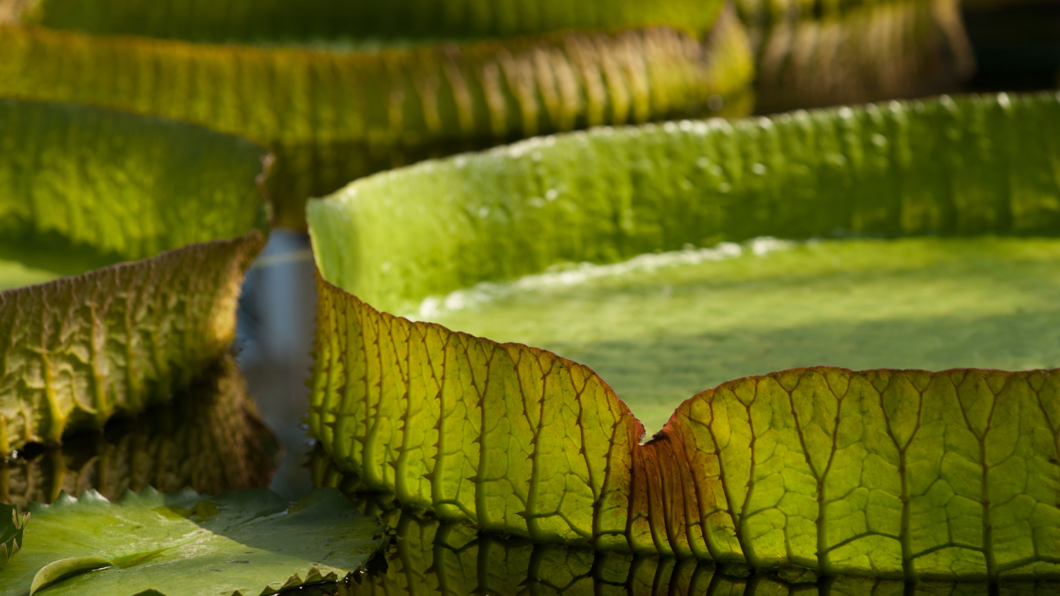 Close-up of giant waterlily (Victoria Amazonica) in pond