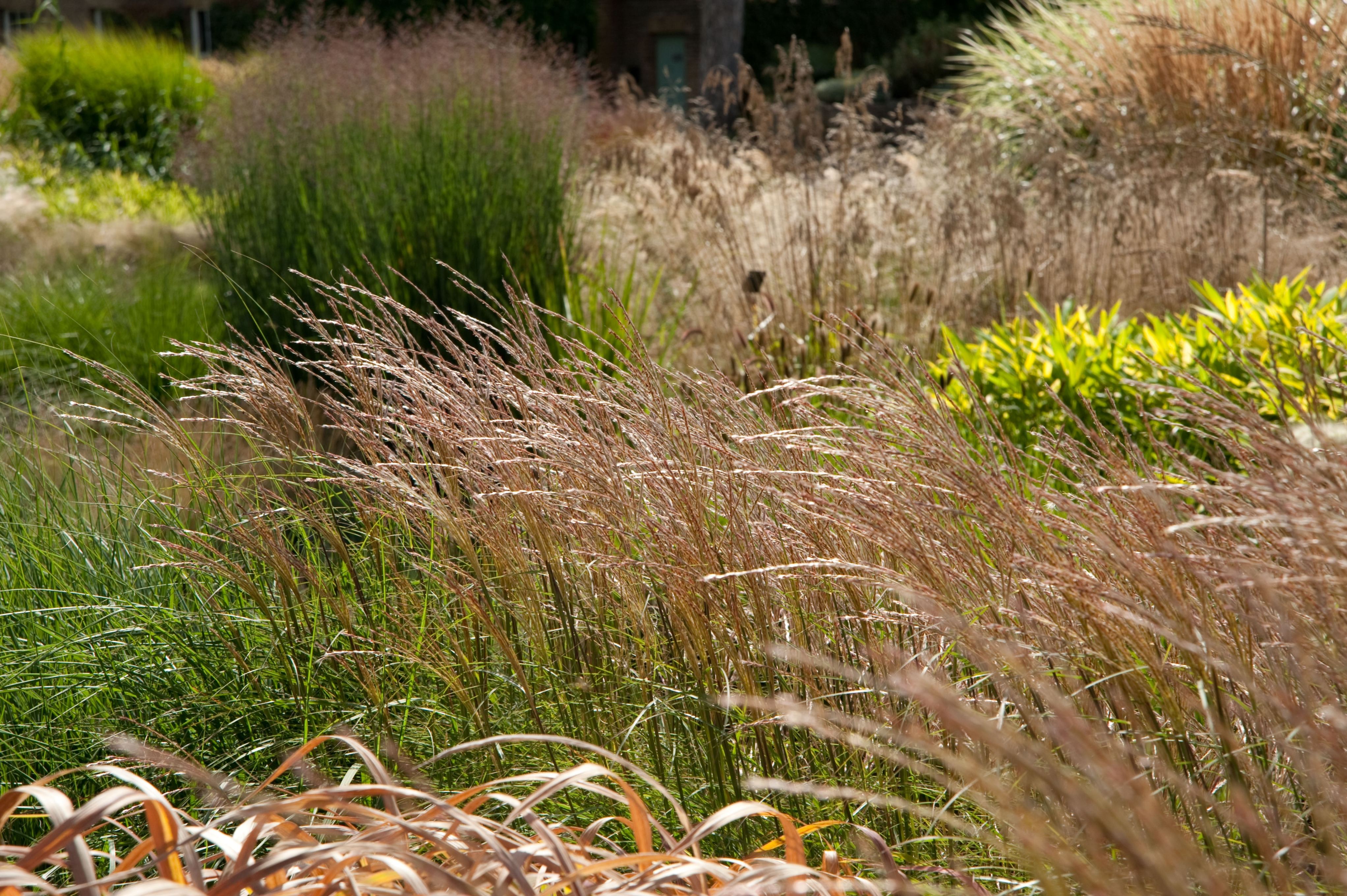 Grass Garden at Kew 